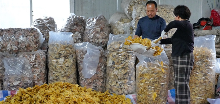 笋干加工促增收
